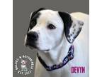 Adopt Devyn a Great Pyrenees, American Staffordshire Terrier