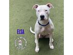 Adopt Elsa a Pit Bull Terrier