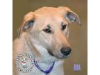 Adopt Bia a Great Pyrenees, German Shepherd Dog