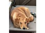 Adopt Luna a Golden Retriever, Carolina Dog