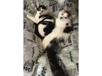 Adopt Belle and Bandit a American Shorthair