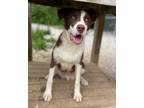 Adopt Arrow a Shepherd, Collie