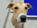 Adopt SANDY* a Rhodesian Ridgeback, Mixed Breed