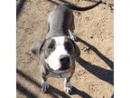 Adopt Titan a Pit Bull Terrier, Great Dane