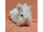 Adopt Kumo a Lionhead