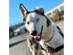 Adopt Vincent Van Gogh a Husky