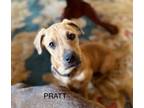 Adopt Pratt a Chiweenie, American Staffordshire Terrier