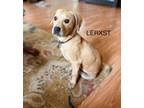 Adopt Lerxst a Chiweenie, American Staffordshire Terrier