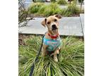 Adopt Ellie a Chiweenie, American Staffordshire Terrier