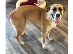 Adopt BUDDY a English Coonhound