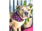 Adopt GUMBY a Staffordshire Bull Terrier