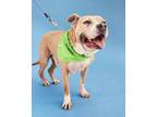 Adopt GUMBY a Staffordshire Bull Terrier