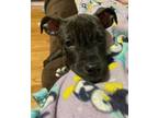 Adopt Porter a Pit Bull Terrier, Boxer