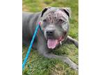 Adopt COURTESY POST FOR WASA: Gulliver aka Gully a Pit Bull Terrier