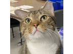 Adopt Iggy a Tabby