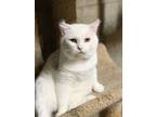 Adopt JACK FROST a Domestic Short Hair