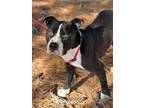 Adopt Jax - In Foster a Pit Bull Terrier, Mixed Breed