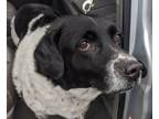 Adopt Charlie a Cattle Dog, Border Collie