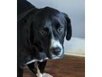 Adopt Comet a Border Collie