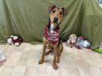 Adopt Rebel (Dogfish) a Coonhound