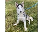 Adopt Hendrix a Husky