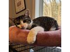 Adopt Brando a Domestic Medium Hair