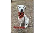 Adopt Freckles Pp 29246 a Great Pyrenees, Mixed Breed