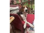 Adopt Clarence a Treeing Walker Coonhound
