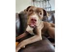 Adopt Sullivan a Pointer, American Staffordshire Terrier