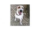 Adopt Mason a Hound, English Pointer