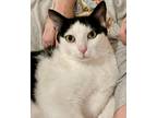 Adopt Houdini - Foster or Adopt a Domestic Short Hair