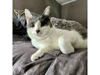 Adopt Cloud (Special Needs) a Domestic Short Hair
