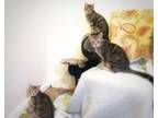 Adopt Johnny & Robbie (Bonded Pair / Brothers) a Domestic Short Hair