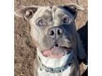 Adopt Shade a Pit Bull Terrier, Mixed Breed