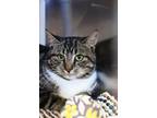 Adopt Wall-E a Domestic Short Hair