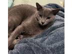 Adopt Draco a Domestic Short Hair