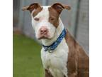Adopt March a Pit Bull Terrier