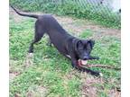 Adopt Zeus a Pit Bull Terrier, Black Labrador Retriever