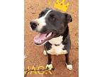 Adopt Jack a Border Collie, Pit Bull Terrier