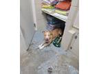 Adopt Archer a Labrador Retriever, American Staffordshire Terrier