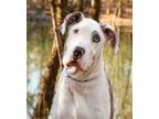 Adopt Garrison a Great Dane