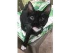 Adopt Mousetro a Domestic Short Hair