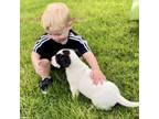 Adopt Rubix a Pit Bull Terrier