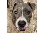 Adopt Joey a Catahoula Leopard Dog, American Staffordshire Terrier