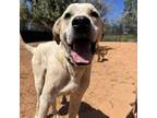 Adopt Stewie a Great Pyrenees, Pit Bull Terrier