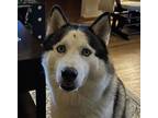 Adopt Bishop - Cross Posting a Siberian Husky