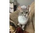 Adopt Moonshine a Domestic Short Hair