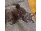 Adopt Franklin * Sweetheart* a Bombay, American Shorthair
