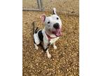 Adopt Petey a Mixed Breed