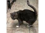 Princess Domestic Shorthair Senior Female